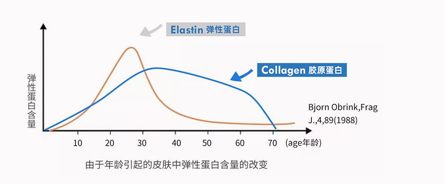 皮肤中弹性蛋白含量的改变图 皮肤中弹性蛋白含量的改变图